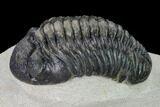 Pedinopariops Trilobite - Mrakib, Morocco #154369-5
